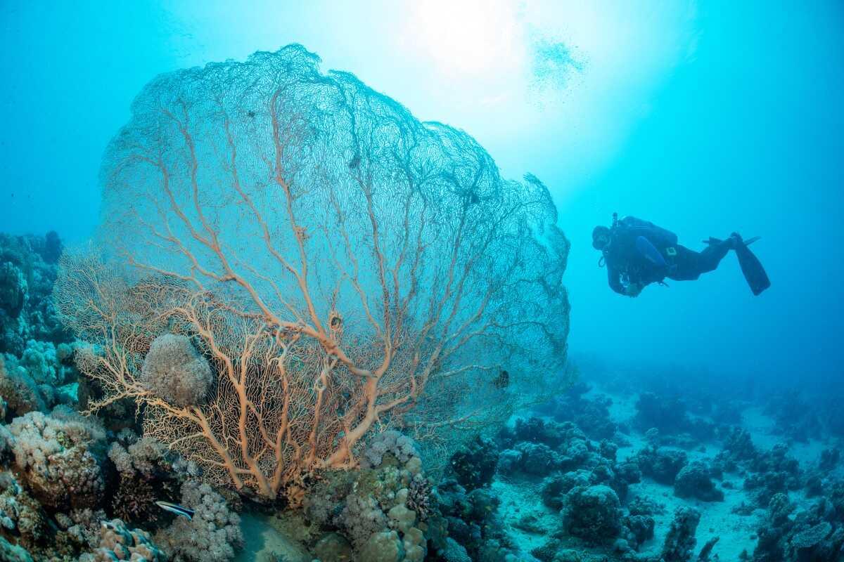 The best diving and snorkelling sites around Jeddah