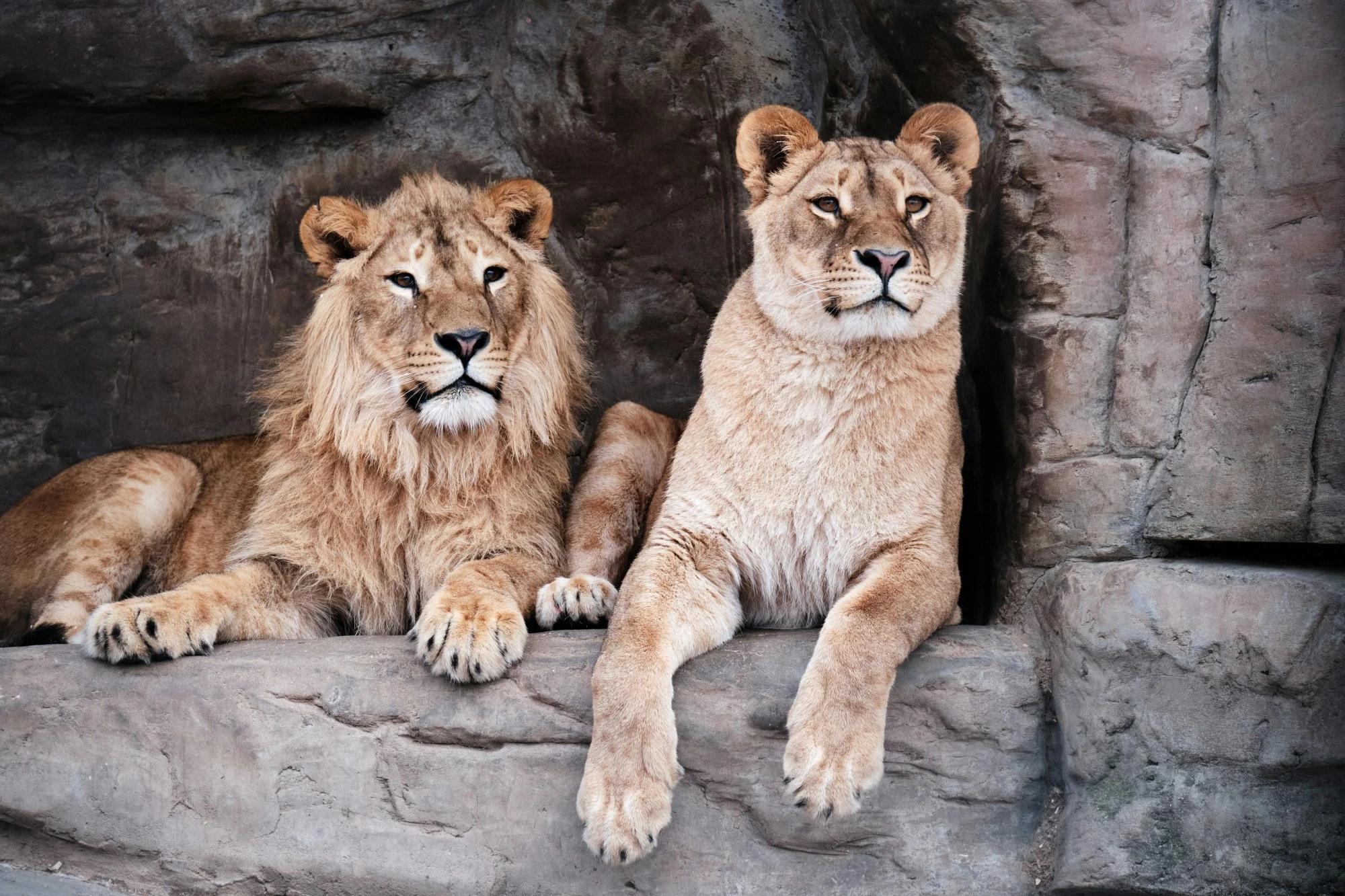 Riyadh Zoo reopens with free admission for Riyadh Season 2025